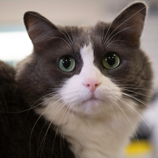 hilltop animal hospital gracie