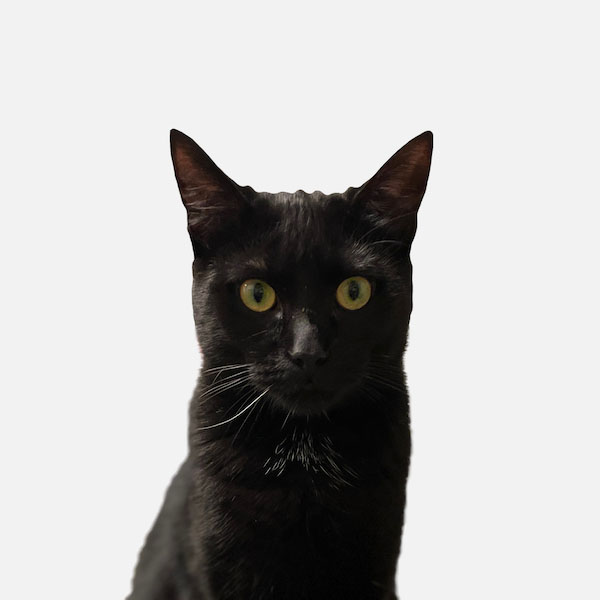 hilltop animal hospital morticia