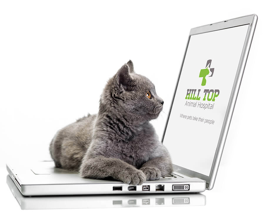 hill top animal hospital new patient information