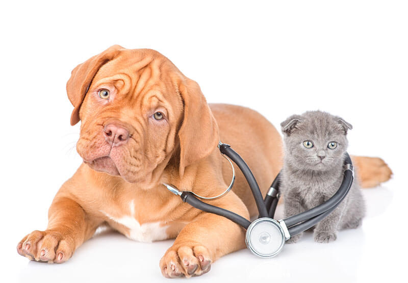 hill top animal hospital veterinarian services