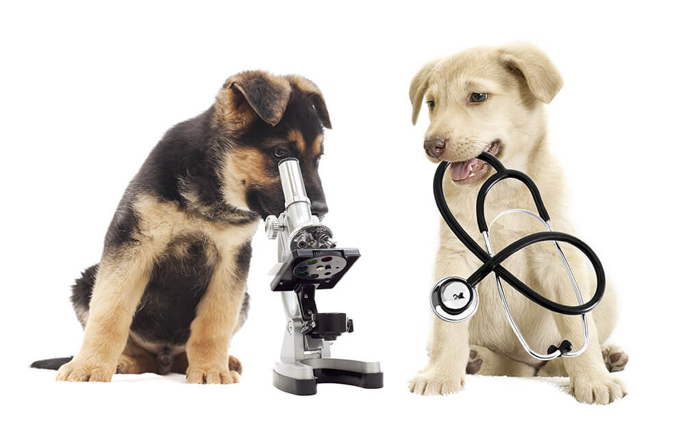 hill top animal hospital veterinary health care