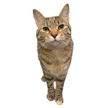 hilltop animal hospital morticia