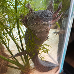 hilltop animal hospital morticia